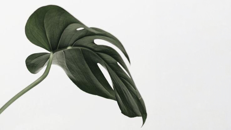 Ein sich entfaltendes Monstera-Blatt